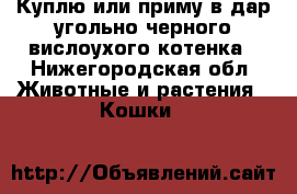 Куплю или приму в дар угольно-черного вислоухого котенка - Нижегородская обл. Животные и растения » Кошки   